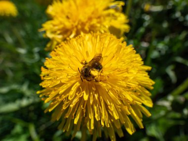 Sarı bir dandelyon çiçeğinin (Aslan dişi) üzerinde sarı polenle kaplanmış tek bir arının makro görüntüsü.