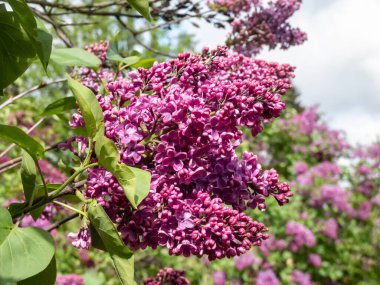 'Andenken an Ludwig Spath' incecik paniklerle dolup taşarak baharda şaşırtıcı derecede güzel kokulu, yalnız, derin şarap kırmızısı çiçeklerle doludur.