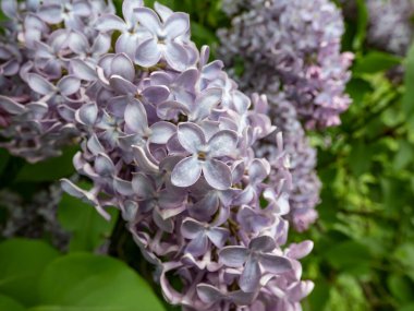 Yaygın leylak (şırınga vulgarisi) bahar aylarında tek mor çiçeklerle doldurulmuş ince paniklerle çiçek açar