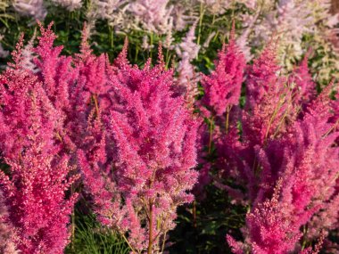 Hybrid Astilbe, False Spirea (Astilbe x arendsii) 'Gloria Purpurea' blooming with plumes of fluffy, rose red flowers over divided, dark purple leaves in the garden clipart