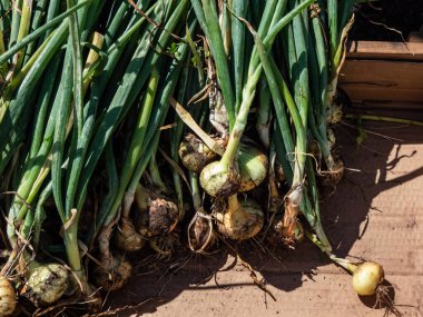 Ripe, organic grown, white and golden onions harvested in summer with green chives and still covered with soil drying in bright sunlight. Farming and gardening of vegetables
