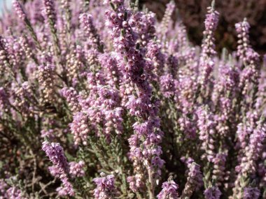 Macro of Calluna vulgaris 'Silver cloud' with bright silvery-grey foliage flowering with spikes of pale purple flowers in summer through to autumn. Floral background