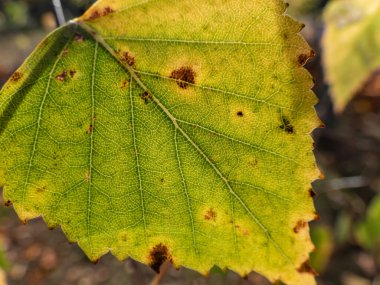 Parlak arka planda yeşil ve sarı bir yaprak dokusunun makro görüntüsü hücreleri, damarları ve yaprak yüzeyini gösteriyor. Doğa yeşil ve siyah arkaplan
