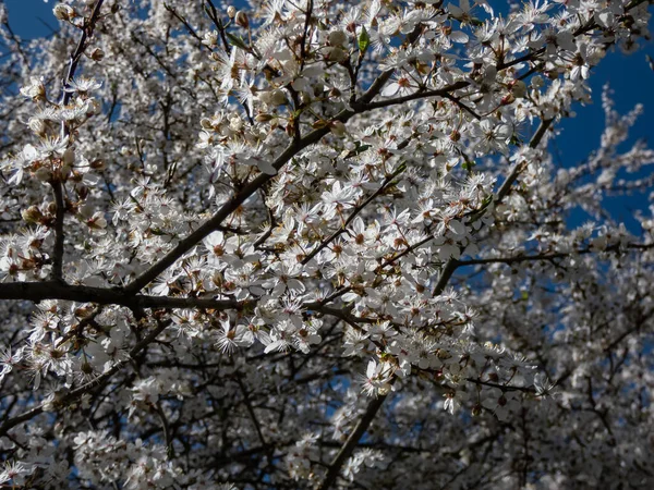 Branches  of the cherry plum and myrobalan plum (Prunus cerasifera) tree full with white flowers blooming in the spring with blue sky in the background