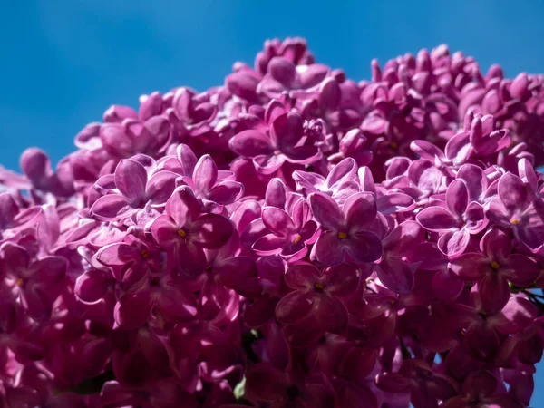 Common Lilac (Syringa vulgaris) \'Poltava\' blooming with single flowers in beautiful shades of violet to lilac in panicles in spring