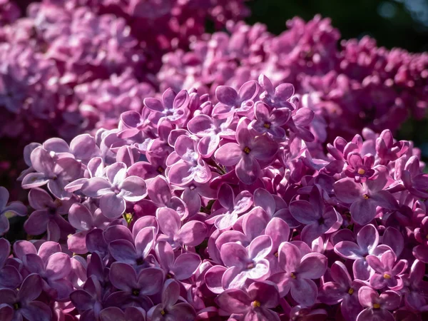 Common Lilac (Syringa vulgaris) \'Poltava\' blooming with single flowers in beautiful shades of violet to lilac in panicles in spring. Floral scenery