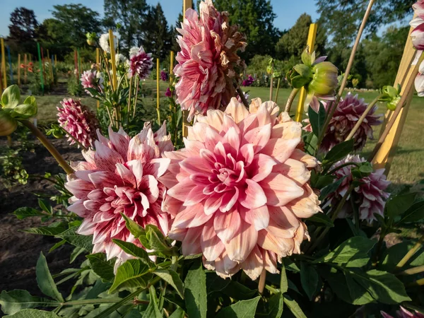 Dahlia \'Duet\' blooming with bicolor flowers - mix of dark wine toward their heart against crisp white at their tips in the garden in autumn
