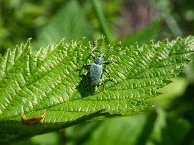 Kısa burunlu buğday bitinin (Phyllobius pomaceus) parlak metalik yeşil pullarla birlikte yeşil bir yaprak üzerindeki altın, mavi ve bakır renklerin varyasyonlarıyla yakın plan çekimi.