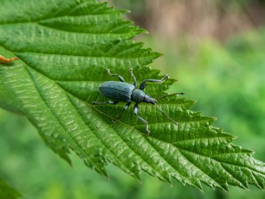 Kısa burunlu buğday bitinin (Phyllobius pomaceus) parlak metalik yeşil pullarla birlikte yeşil bir yaprak üzerindeki altın, mavi ve bakır renklerin varyasyonlarıyla yakın plan çekimi.
