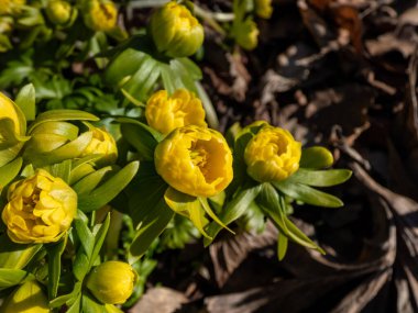 Sarı kış aconitinin makro çekimi (Eranthis hyemalis) 'Flore Pleno', tamamen çift sarı çiçekli bir varyasyon, baharın başlarında parlak gün ışığında yerden ortaya çıkar.