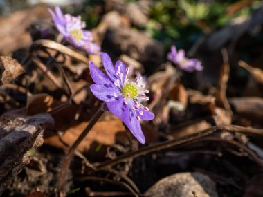 Amerikan Karaciğeri (Anemone hepatikası) ilkbaharın ilk kır çiçeklerinin güneşte kurumuş yapraklarla Macro çekimi. Leylak ve mor çiçekler. Güzel bahar çiçekleri.