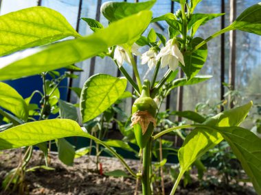 Close-up a small, green pepper fruit starting to grow and mature from the white flower of pepper plant growing in a greenhouse in bright sunlight