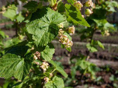 Frenk üzümünün (Ribes nigrum) bahardaki kuşüzümü dalında açtığı sarı-yeşil çiçeklerin makro çekimi. Bahçede meyve yetiştiriyor.