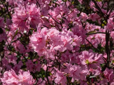 Rhododendron çalılarının yakın plan çekimleri ilkbaharda açık pembe çiçek kümeleriyle çiçek açarken. Çiçek manzarası