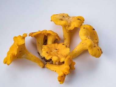 Bir grup altın Chanterelle mantarı. Köklerinde toprak ve yosun var. Beyaz üzerine ayrıntılı mantar. Mantar toplama geleneği. Beyazda izole edilmiş