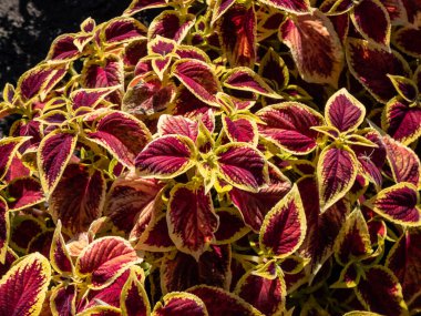 Flame nettle or painted nettle (Coleus x blumei) 'Wizard Scarlet' with burgundy-red foliage with thin lime-green margins growing in a garden in bright sunlight in summer