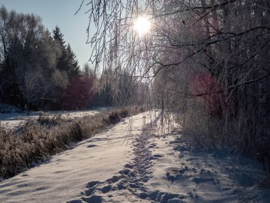 Güneşli bir günde dalların arasından parlayan güneşli bir günde, karla kaplı ağaçlarla kaplı beyaz kış manzarası. Karlı kış masalı. Kış manzarası