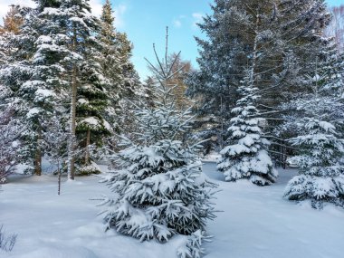 Güneşli bir günde yoğun bir kar yağışı sonrasında karla kaplı büyük köknar ağaçlarıyla beyaz kış manzarası. Karlı kış masalı. Kış manzarası