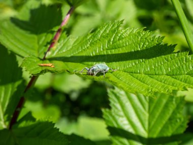 Kısa burunlu buğday bitinin (Phyllobius pomaceus) parlak metalik yeşil pullarla birlikte yeşil bir yaprak üzerindeki altın, mavi ve bakır renklerin varyasyonlarıyla yakın plan çekimi.