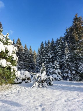Güneşli bir günde yoğun bir kar yağışı sonrasında karla kaplı büyük köknar ağaçlarıyla beyaz kış manzarası. Karlı kış masalı. Kış manzarası