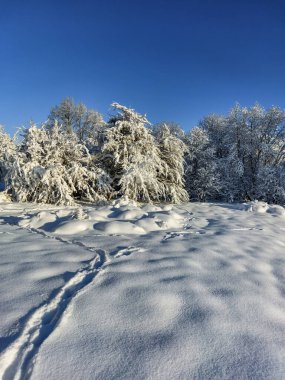 Güneşli bir günde sağanak yağışlı bir kar sonrası ağaçlar, çalılar ve karla kaplı bitki örtüsü ile beyaz kış manzarası. Karlı kış masalı. Kış manzarası