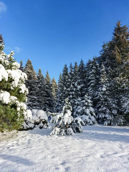 Güneşli bir günde yoğun bir kar yağışı sonrasında karla kaplı büyük köknar ağaçlarıyla beyaz kış manzarası. Karlı kış masalı. Kış manzarası