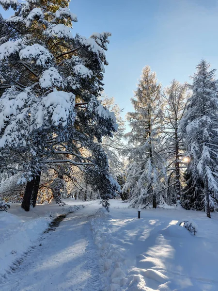 White winter landscape with trees, bushes and vegetation covered with snow after a heavy snowfall on a sunny day. Snowy winter fairytale. Winter landscape