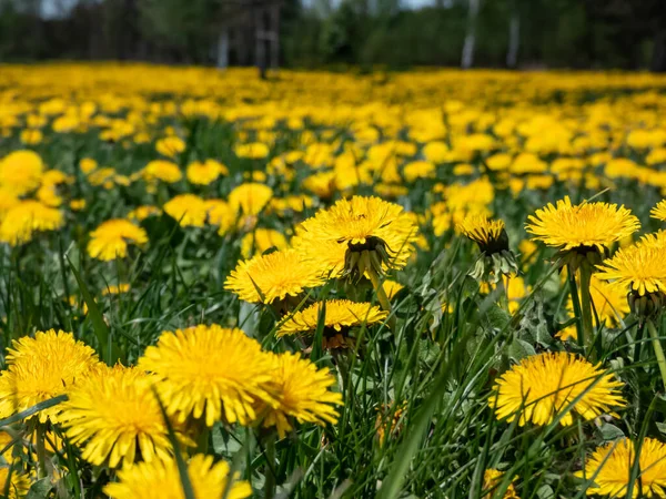 Büyük çiçek tarlasında açan parlak sarı karahindibaların makro görüntüsü (Aslan dişi) yeşil çimenler ve arkaplanda mavi gökyüzü olan sarı karahindibalar.