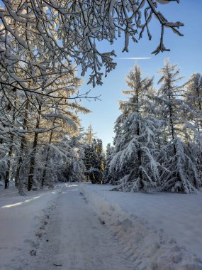 Güneşli bir günde sağanak yağışlı bir kar sonrası ağaçlar, çalılar ve karla kaplı bitki örtüsü ile beyaz kış manzarası. Karlı kış masalı. Kış manzarası