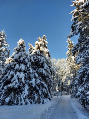 Güneşli bir günde sağanak yağışlı bir kar sonrası ağaçlar, çalılar ve karla kaplı bitki örtüsü ile beyaz kış manzarası. Karlı kış masalı. Kış manzarası