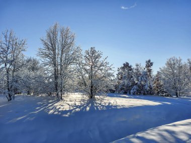 Güneşli bir günde sağanak yağışlı bir kar sonrası ağaçlar, çalılar ve karla kaplı bitki örtüsü ile beyaz kış manzarası. Karlı kış masalı. Kış manzarası