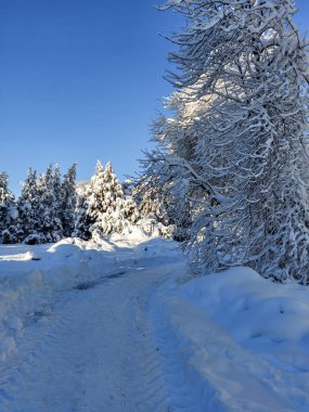 Güneşli bir günde sağanak yağışlı bir kar sonrası ağaçlar, çalılar ve karla kaplı bitki örtüsü ile beyaz kış manzarası. Karlı kış masalı. Kış manzarası