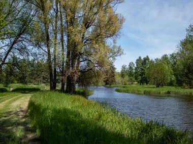 Landscape shot of a big pond surrounded with big trees and green vegetation in summer. Green nature scenery