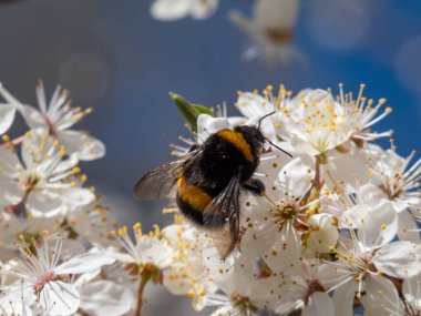 Macro shot of a bumblebee (bombus) collecting pollen from a white flowers from a tree in a garden in summer