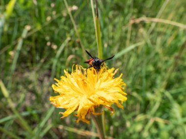 Close-up shot of the Narrow-bordered five-spot burnet (Zygaena lonicerae) on a flower in summer. The forewings have five crimson spots and a black basic colour, with a strong bluish reflection