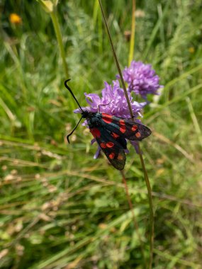 Close-up shot of the Narrow-bordered five-spot burnet (Zygaena lonicerae) on a flower in summer. The forewings have five crimson spots and a black basic colour, with a strong bluish reflection