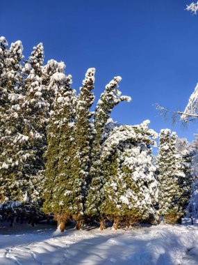 Güneşli bir günde sağanak yağışlı bir kar sonrası ağaçlar, çalılar ve karla kaplı bitki örtüsü ile beyaz kış manzarası. Karlı kış masalı. Kış manzarası