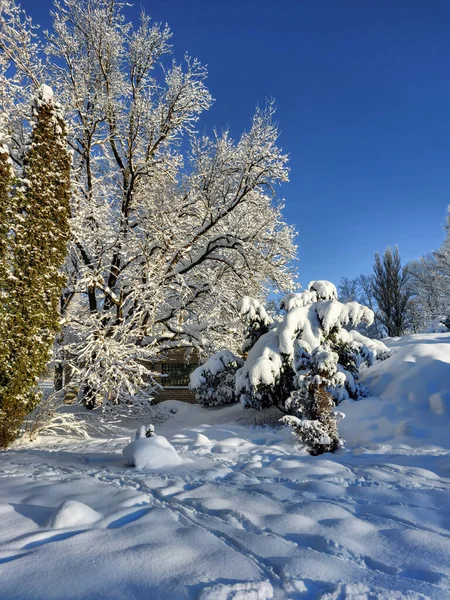White winter landscape with trees, bushes and vegetation covered with snow after a heavy snowfall on a sunny day. Snowy winter fairytale. Winter landscape
