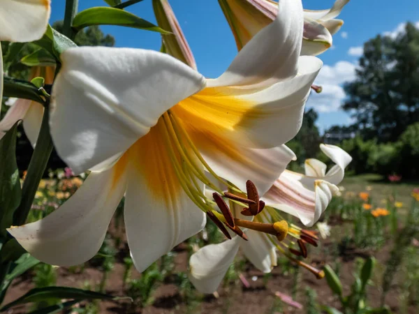 Macro shot of the Madonna lily or white lily in the garden in summer. The flower is pure white and tinted yellow in its throat