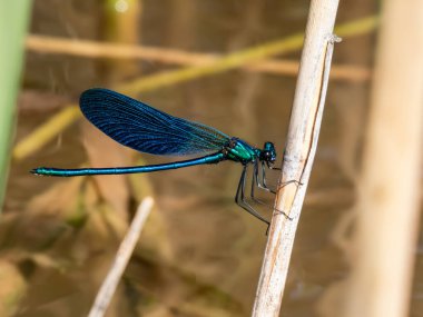 Parlak metalik mavi yusufçuk. Güzel Matmazel (Calopteryx Virgo) 'nun yetişkin erkeği göl suyunun üzerindeki kuru ot yaprağında oturuyor.