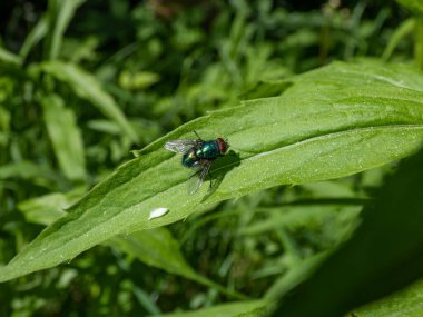 Yeşil bitki örtüsüyle çevrili yeşil bir yaprağın üzerinde oturan yeşil sinek (Lucilia Caesar), yetişkin yeşil şişenin yakın çekimini yapar.