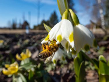Arının sarı polenle kaplanmış ve bahar kar tanesinin üzerinde duran makro pozu - leucojum vernum. Parlak güneş ışığında polen toplayan arıların güzel bahar manzarası