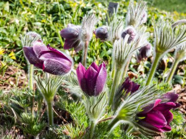 Pasqueflower Pulsatilla Hybrida 'nın yakın çekimi. Van der Elst 'Yalnız, kıllı çan şekilli veya bardak şeklinde baharın başında çiçek açan