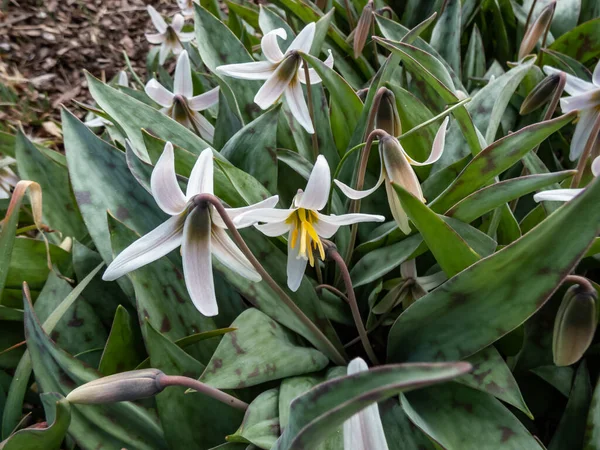 Close-up shot of the white fawnlily, white trout lily, adder\'s tongue or yellow snowdrop (Erythronium albidum) with white, lily-like flower with six white tepals and six yellow stamens