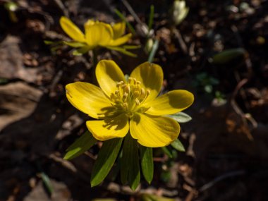 Macro shot of the Winter aconite (Eranthis hyemalis) blooming with bright yellow flowers in spring. The earliest flower to appear in late winter and early spring