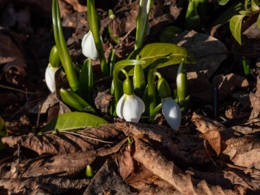 Close-up of a group of snowdrops (Galanthus fosteri) growing in the garden and blooming with white flowers in bright sunlight in early spring. Spring bloomers