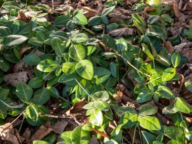 Glossy, dark green leaves with an attractive creamy-white variegation of evergreen Lesser periwinkle (Vinca minor) 'Aureovariegata' in the garden in early spring