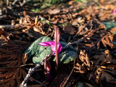 Pers menekşesi, soya ekmeği, doğu siklamen, yuvarlak yapraklı siklamen (siklamen coum), güzel kalp şeklinde, parlak yapraklar ve ilkbaharın başlarında küçük, pembe-mor çiçekler.