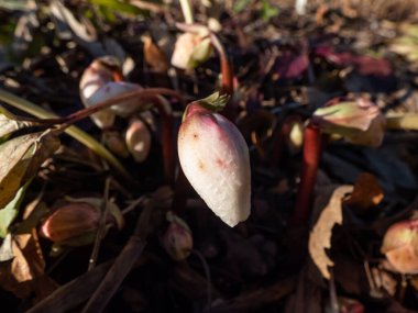 White flower bud of a Christmas rose or black hellebore (helleborus niger) emerging from ground in early spring as soon as snow melts