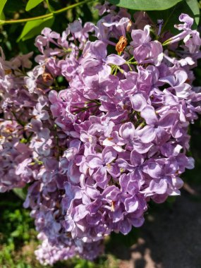 Common Lilac (Syringa vulgaris) blooming with violet-purple single flowers surrounded with green leaves in spring